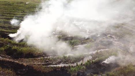 Bei-Offener-Verbrennung-Auf-Einem-Reisfeld-In-Malaysia-Entsteht-Viel-Weißer-Rauch.